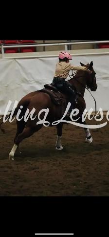 Horses for sale - Photo 5