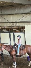 Horses for sale - Photo 6