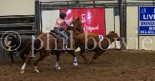 Horses for sale - Photo 8