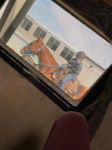 Horses for sale - Photo 9