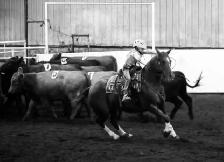 Horses for sale - Photo 10