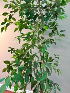 Fake Tree - Photo 3