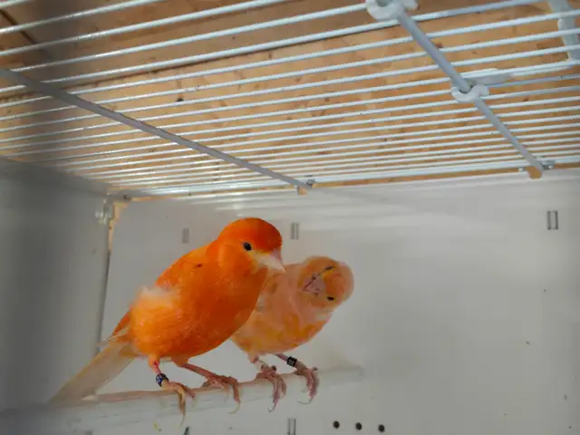 Pair of Canaries
