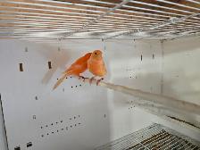 Pair of Canaries - Photo 2