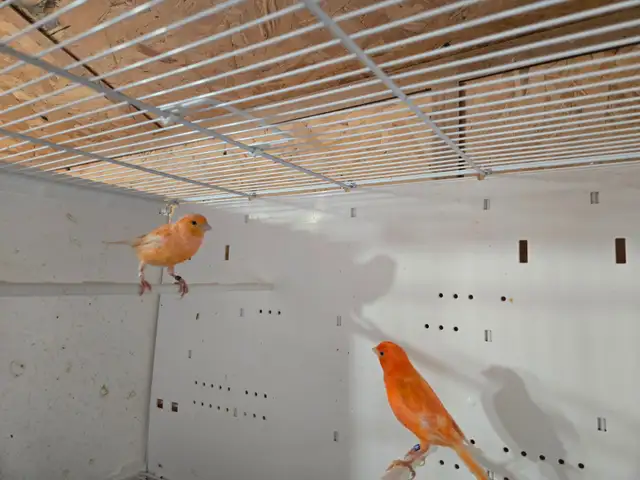 Canary Pair