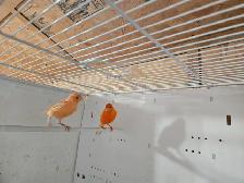 Canary Pair - Photo 2