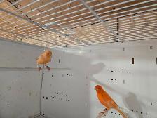 Canary Pair - Photo 3