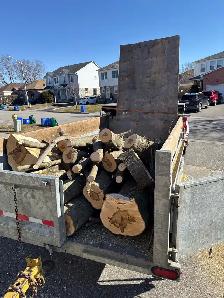 looking for someone with some experience in the Tree industry - Photo 3