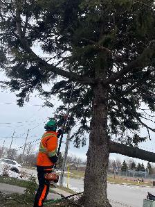 looking for someone with some experience in the Tree industry - Photo 4