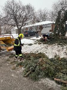 looking for someone with some experience in the Tree industry - Photo 7