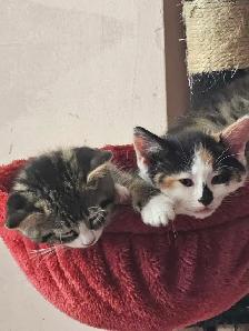 kittens for sale