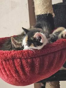 kittens for sale - Photo 2