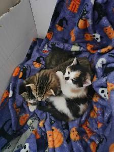 kittens for sale - Photo 3
