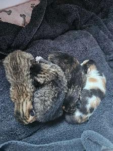 kittens for sale - Photo 4