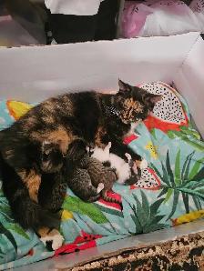 kittens for sale - Photo 5