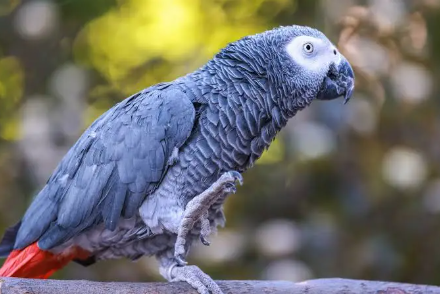Lost African Grey Parrot in Saint-Hubert | Perroquet Perdu QC