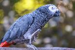 Lost African Grey Parrot in Saint-Hubert | Perroquet Perdu QC