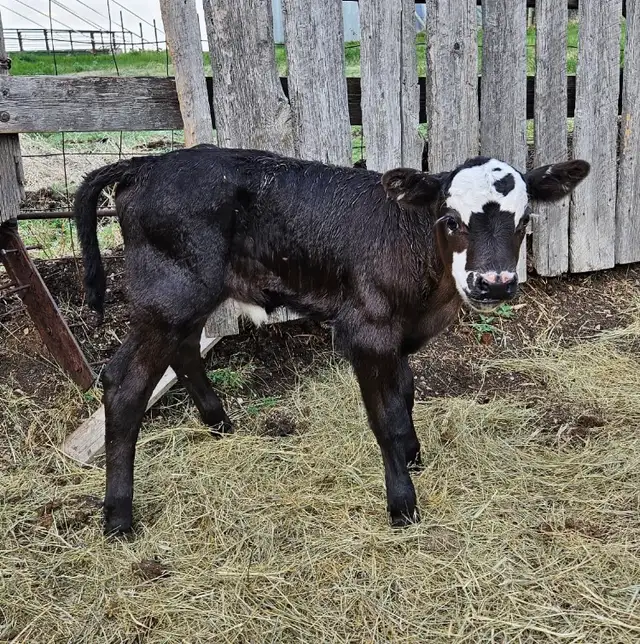 Bottle Calf