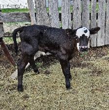 Bottle Calf
