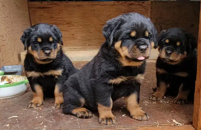 Rottweiler