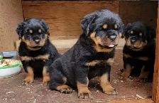Rottweiler