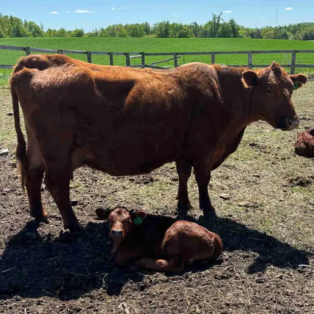 Angus Cow-Calf Herd For Sale