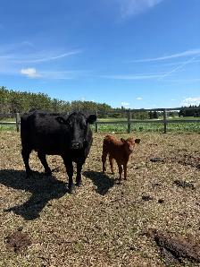 Angus Cow-Calf Herd For Sale - Photo 2