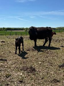 Angus Cow-Calf Herd For Sale - Photo 3