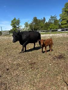 Angus Cow-Calf Herd For Sale - Photo 4
