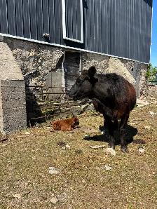 Angus Cow-Calf Herd For Sale - Photo 5