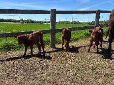 Angus Cow-Calf Herd For Sale - Photo 6