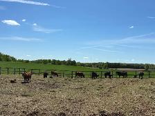 Angus Cow-Calf Herd For Sale - Photo 7