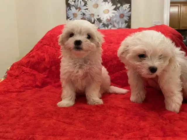 Maltese Puppies