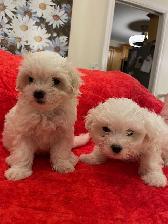 Maltese Puppies - Photo 2