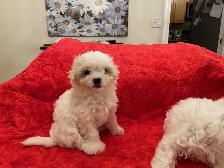 Maltese Puppies - Photo 3