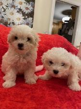Maltese Puppies - Photo 4