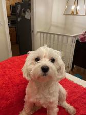 Maltese Puppies - Photo 5