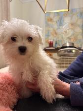 Maltese Puppies - Photo 6