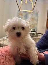 Maltese Puppies - Photo 7