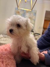 Maltese Puppies - Photo 8