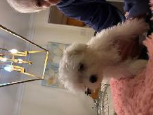 Maltese Puppies - Photo 9
