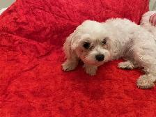 Maltese Puppies - Photo 10