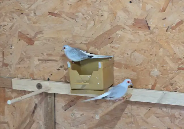 Pair of Diamond Doves