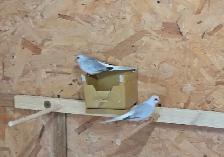 Pair of Diamond Doves