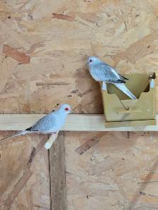 Pair of Diamond Doves - Photo 2