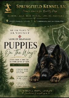 CKC Reg. German Shepherd puppies for Sale (on parle le FRANCAIS