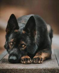 CKC Reg. German Shepherd puppies for Sale (on parle le FRANCAIS - Photo 2