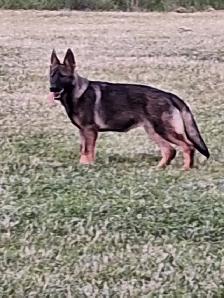 CKC Reg. German Shepherd puppies for Sale (on parle le FRANCAIS - Photo 3