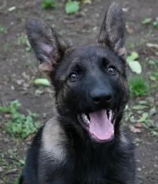 CKC Reg. German Shepherd puppies for Sale (on parle le FRANCAIS - Photo 4