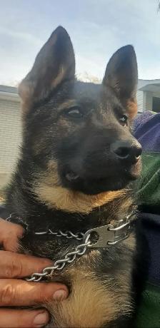 CKC Reg. German Shepherd puppies for Sale (on parle le FRANCAIS - Photo 5